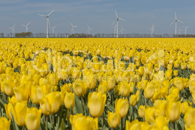 Yellow tulips field in the Noordoostpolder with windmills.