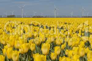 Yellow tulips field in the Noordoostpolder with windmills.