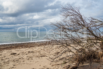 Umgestürzter Baum an der Küste der Ostsee