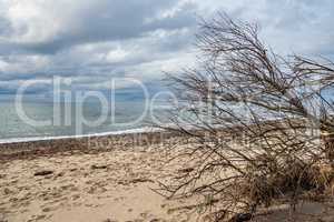Umgestürzter Baum an der Küste der Ostsee