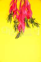 bouquet of pink billbergia on yellow surface