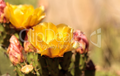 Yellow flowers on a coast barrel cactus, Ferocactus viridescens