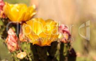 Yellow flowers on a coast barrel cactus, Ferocactus viridescens