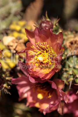 Purple flower on a ford barrel cactus, Ferocactus fordii