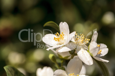 White mock orange blossom flowers, Philadelphus lewisii