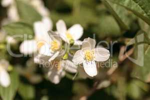 White mock orange blossom flowers, Philadelphus lewisii