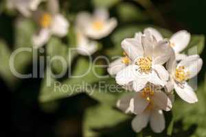 White mock orange blossom flowers, Philadelphus lewisii