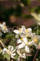 White mock orange blossom flowers, Philadelphus lewisii