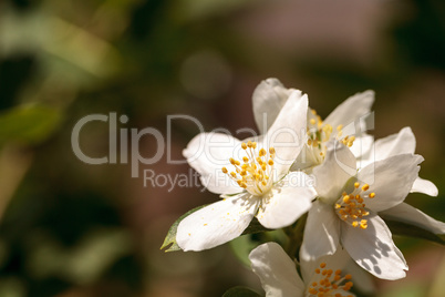 White mock orange blossom flowers, Philadelphus lewisii