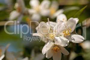 White mock orange blossom flowers, Philadelphus lewisii