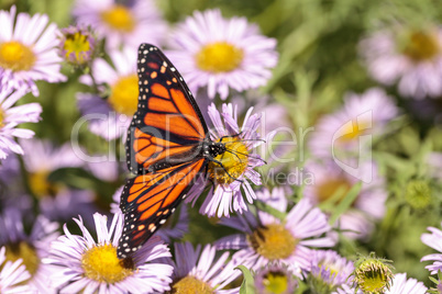 Monarch butterfly, Danaus plexippus, in a butterfly garden on a