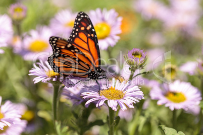Monarch butterfly, Danaus plexippus, in a butterfly garden on a