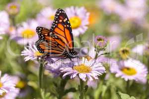 Monarch butterfly, Danaus plexippus, in a butterfly garden on a