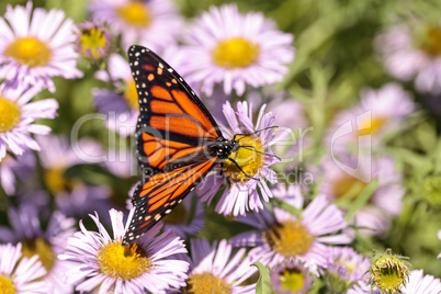 Monarch butterfly, Danaus plexippus, in a butterfly garden on a