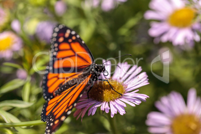 Monarch butterfly, Danaus plexippus, in a butterfly garden on a