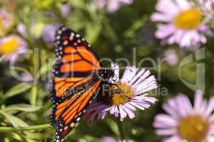 Monarch butterfly, Danaus plexippus, in a butterfly garden on a