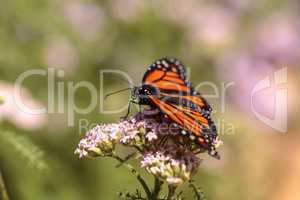 Monarch butterfly, Danaus plexippus, in a butterfly garden on a