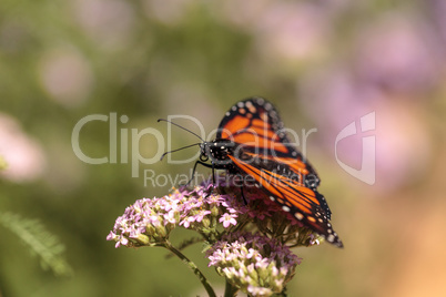 Monarch butterfly, Danaus plexippus, in a butterfly garden on a