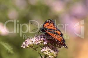 Monarch butterfly, Danaus plexippus, in a butterfly garden on a
