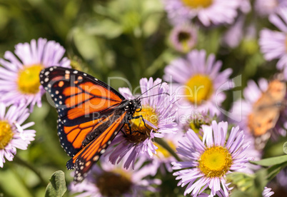 Monarch butterfly, Danaus plexippus, in a butterfly garden on a