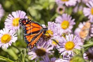 Monarch butterfly, Danaus plexippus, in a butterfly garden on a