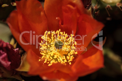 Orange flowers on a hedgehog cactus, Echinocereus triglochidiatu