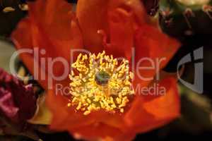 Orange flowers on a hedgehog cactus, Echinocereus triglochidiatu