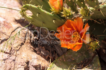 Orange flowers on a hedgehog cactus, Echinocereus triglochidiatu