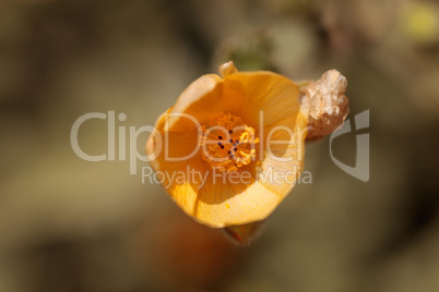 Yellow flower on Palmer?s Indian mallow, Abutilon palmeri