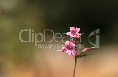 Pink flower of Scabland penstemon, Penstemon deustus