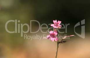 Pink flower of Scabland penstemon, Penstemon deustus