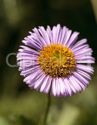 Purple Fleabane Daisy Wildflower, Erigeron annuus