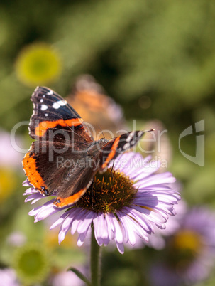 Red admiral butterfly, Vanessa atalanta