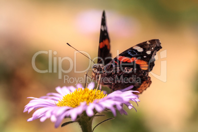 Red admiral butterfly, Vanessa atalanta