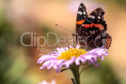 Red admiral butterfly, Vanessa atalanta