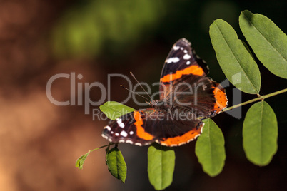 Red admiral butterfly, Vanessa atalanta