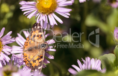 West coast lady butterfly, Vanessa annabella