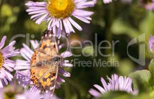 West coast lady butterfly, Vanessa annabella