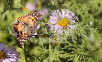 West coast lady butterfly, Vanessa annabella