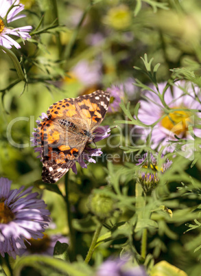 West coast lady butterfly, Vanessa annabella