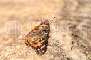 West coast lady butterfly, Vanessa annabella