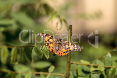 West coast lady butterfly, Vanessa annabella