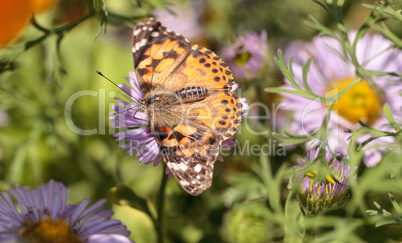 West coast lady butterfly, Vanessa annabella