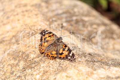 West coast lady butterfly, Vanessa annabella