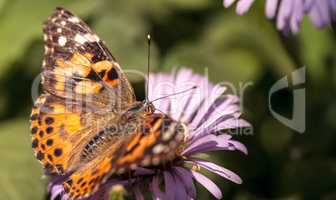West coast lady butterfly, Vanessa annabella
