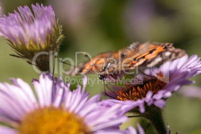 West coast lady butterfly, Vanessa annabella