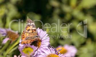 West coast lady butterfly, Vanessa annabella