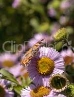 West coast lady butterfly, Vanessa annabella