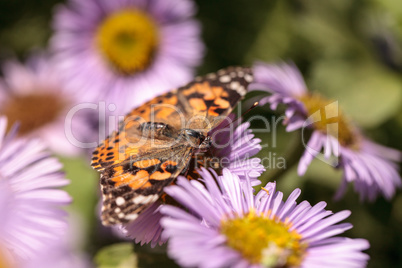 West coast lady butterfly, Vanessa annabella