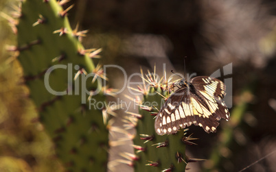 Anise swallowtail butterfly, Papilio zelicaon, on a prickly pear